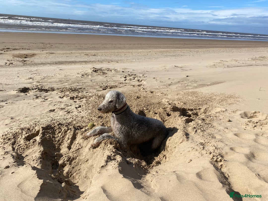 Mixed Breed dogs for sale: Beautiful Bedlington/Greyhound Cross  - Advert 21