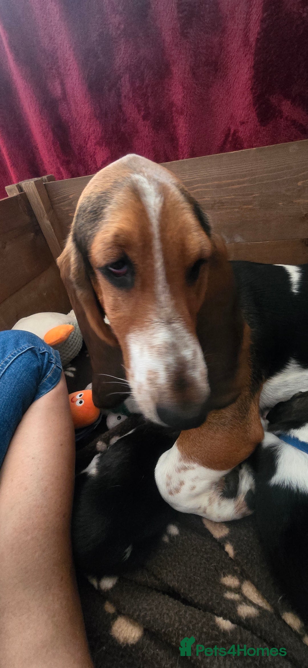 Basset Hound dogs for sale: Beautiful Basset Hound puppies for sale  - Image 19