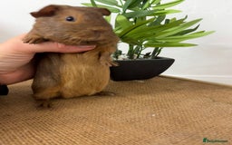 Guinea Pig rodents for sale: Pet Agouti Sow - Advert 4