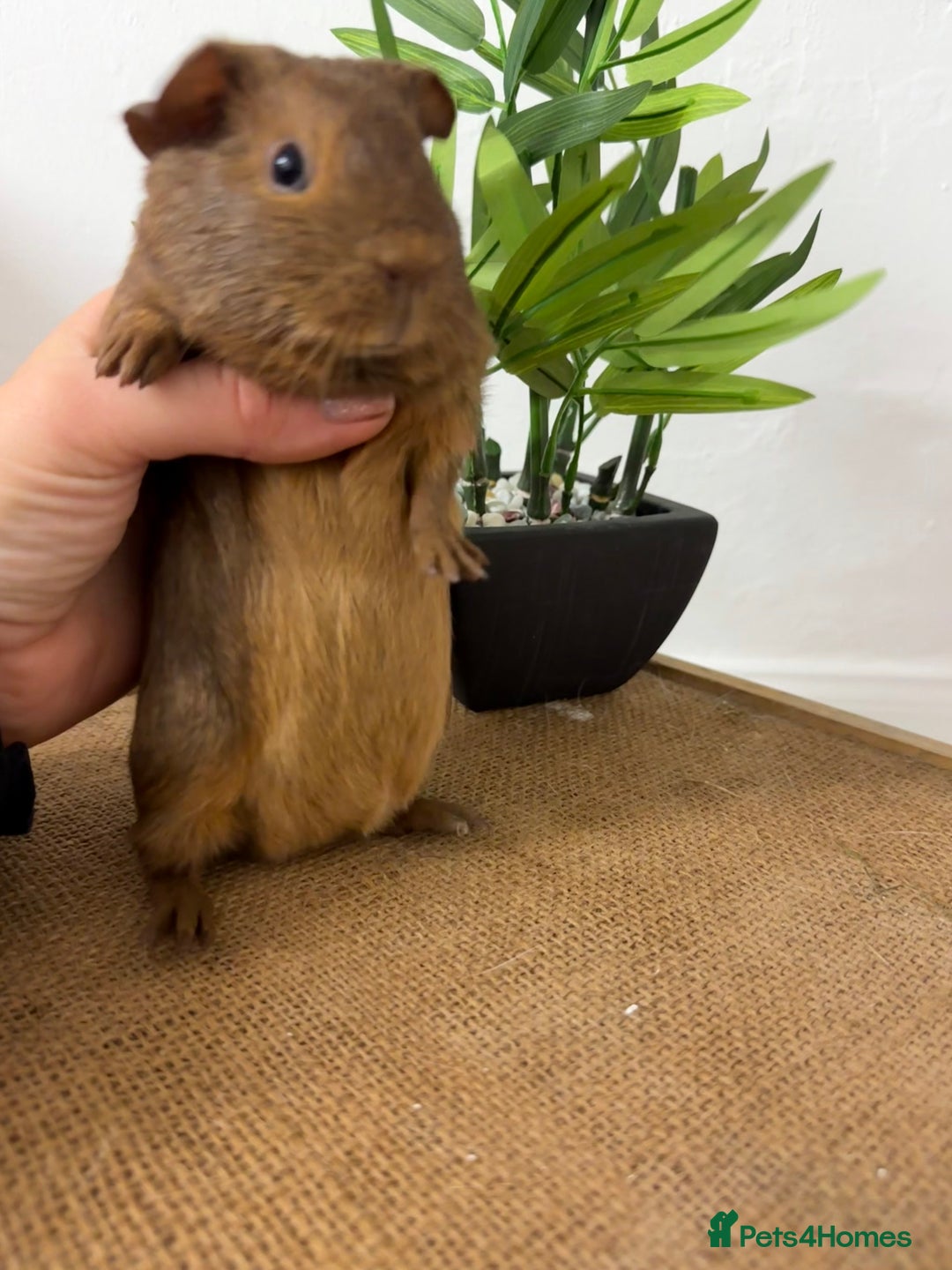 Guinea Pig rodents for sale: Pet Agouti Sow - Advert 4