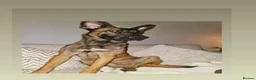 Belgian Shepherd Dog dogs for sale: belgian malinois - Advert 4