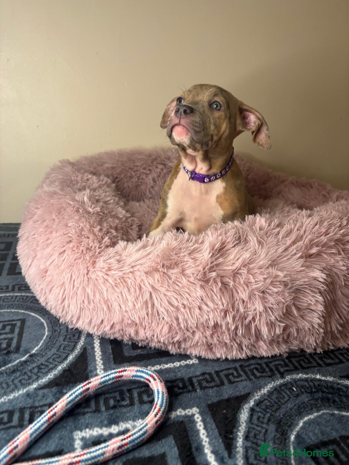 American Bully dogs Quality pocket bullies last few remaining❤️ - Advert 15