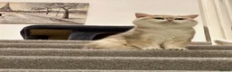 British Shorthair cats for sale: 🩵 British Shorthair/Scottish straight male 💙  - Advert 7