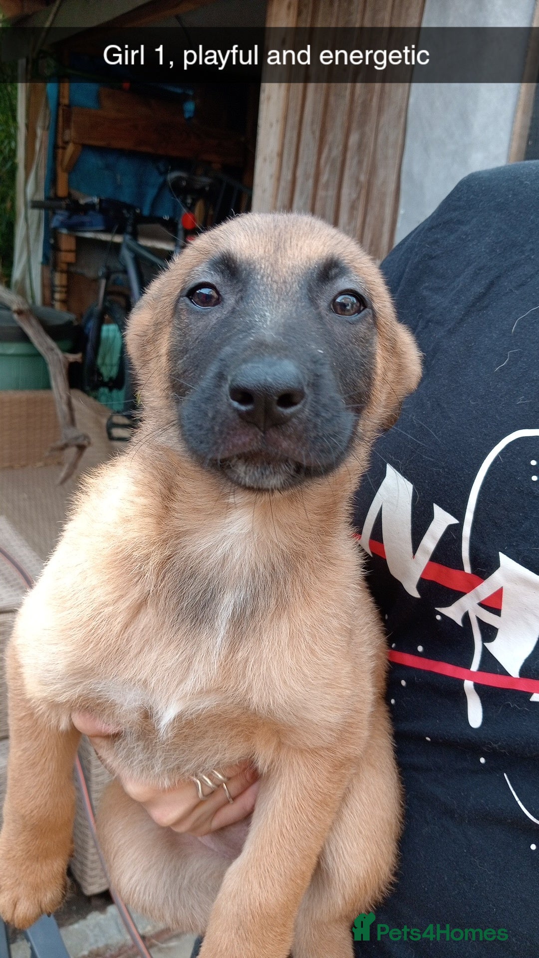 Belgian Shepherd Dog dogs for sale: Belgian Malinois Puppies Ready Now - Advert 2