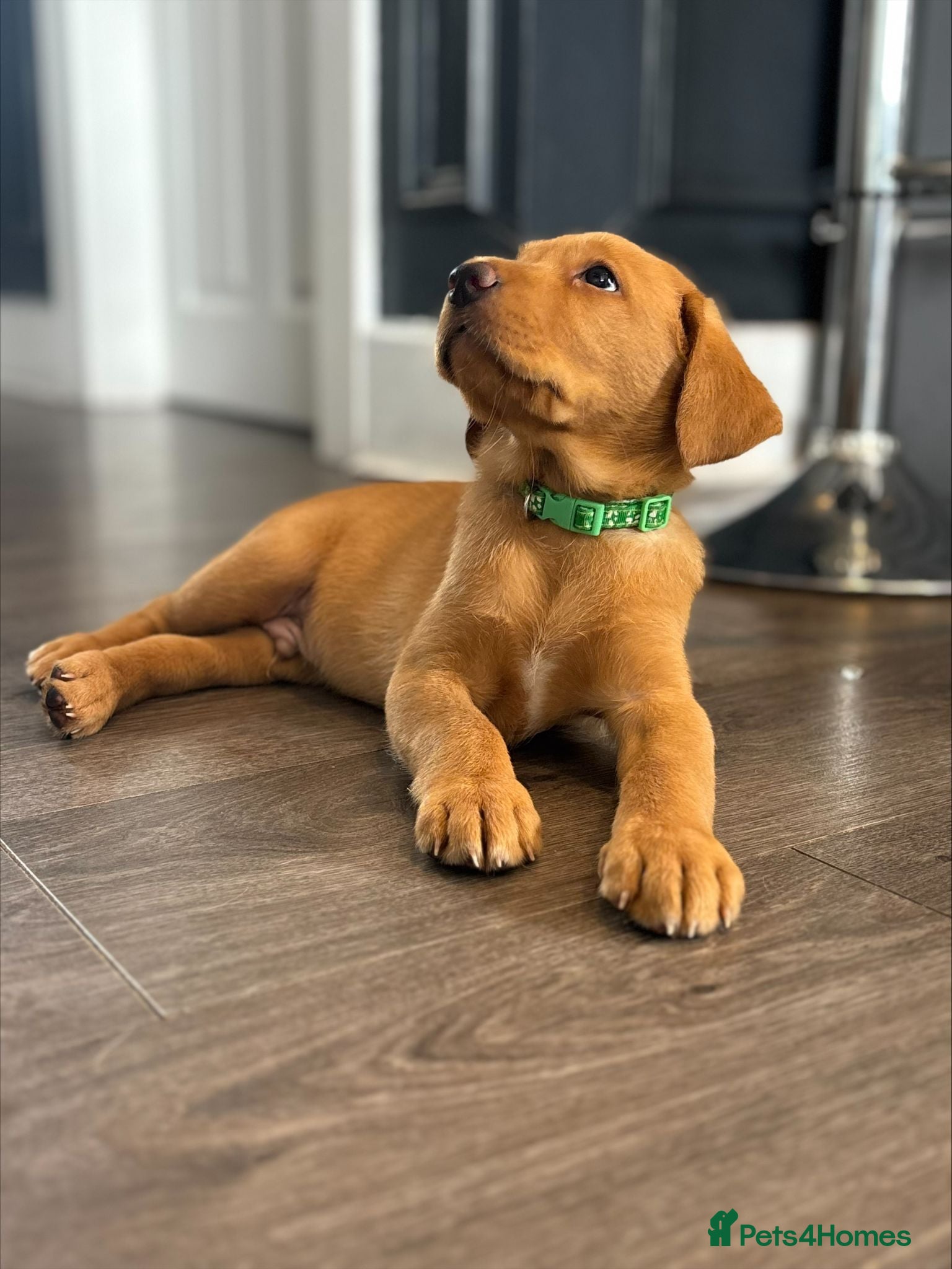 Labrador Retriever dogs * Ready 31.07.26 * 3 KC beautiful boys left* - Advert 9
