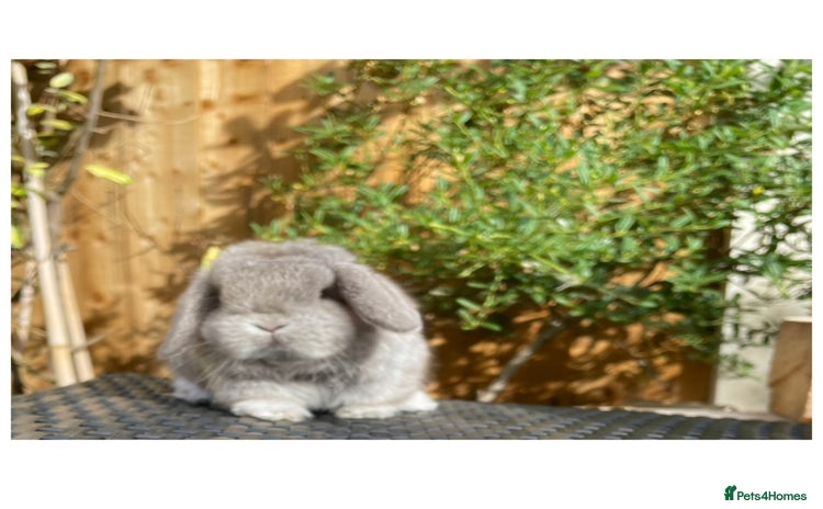 Mini Lop rabbits - Advert 2