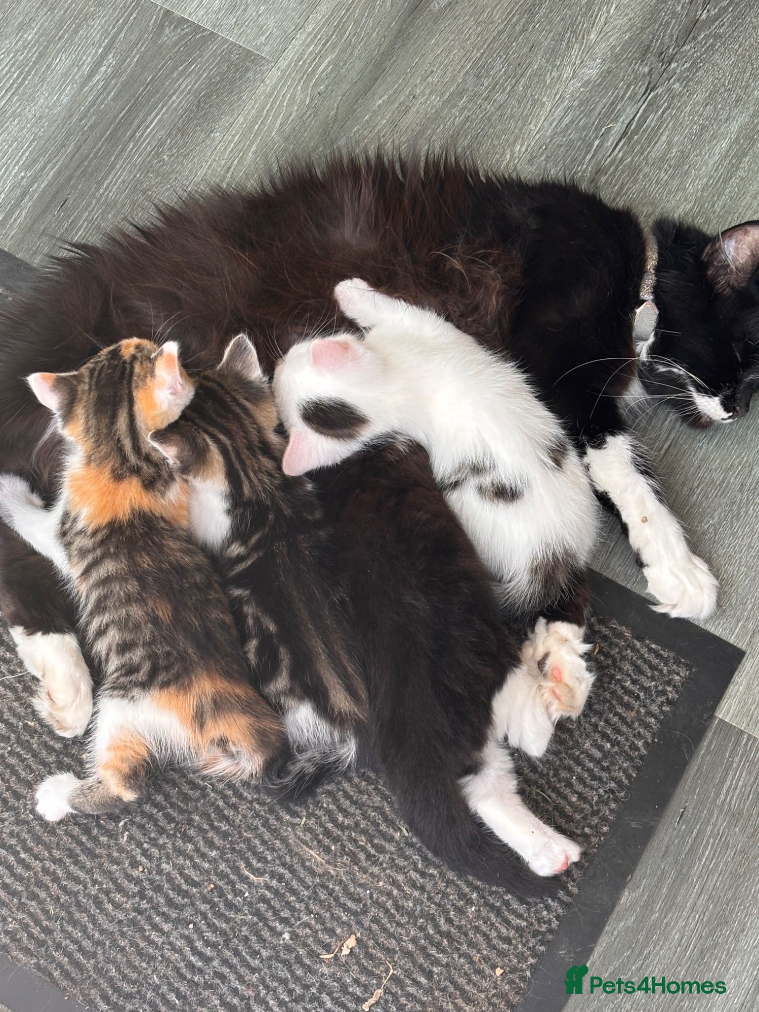 Mixed Breed cats 4 beautiful, well socialised kittens - Advert 2