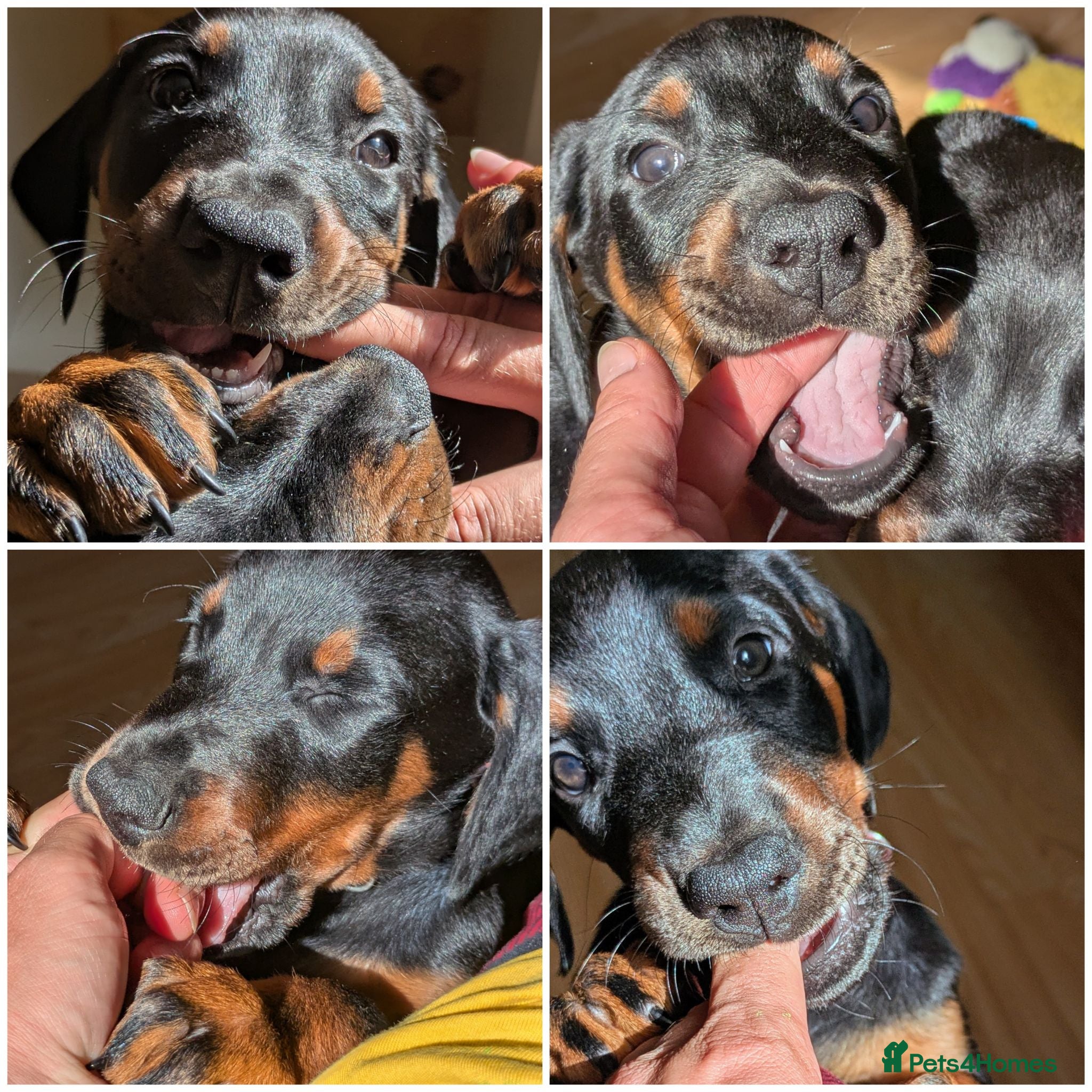 Dobermann dogs KC registered litter of 5 Dobermann puppies - Advert 5