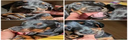 Dobermann dogs for sale: Ready for new homes today!Vaccination✅ microchip✅ - Advert 8