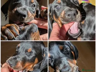 Dobermann dogs KC registered litter of 5 Dobermann puppies - Advert 5