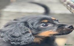 Cavapoo dogs for sale: Cavapoo rare black &tan health tested  - Image 12