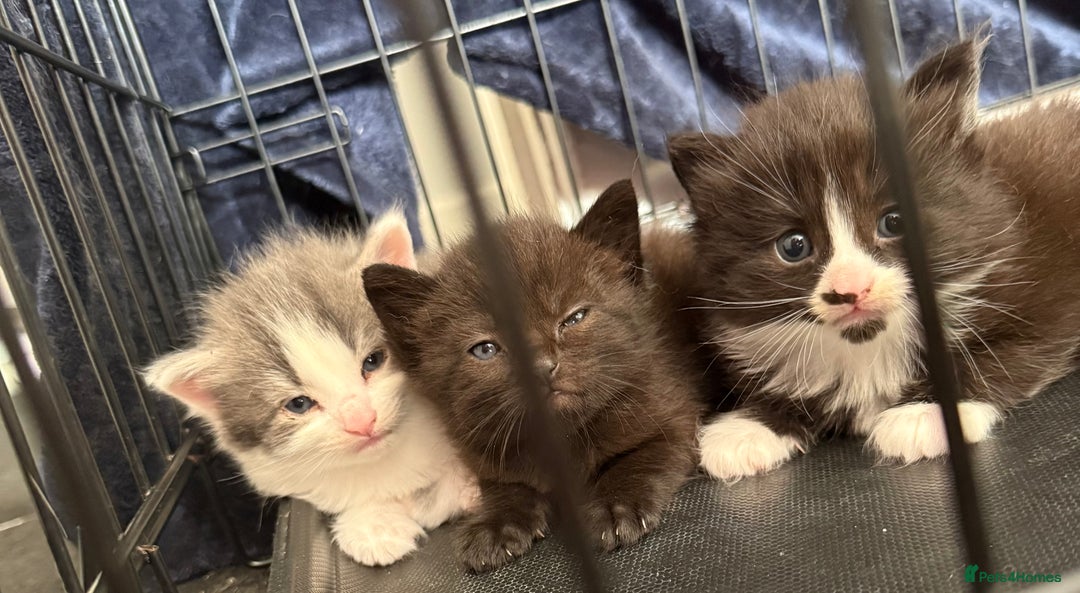 Mixed Breed cats for sale: 2 beautiful female cats **one being half ragdoll** - Image 8