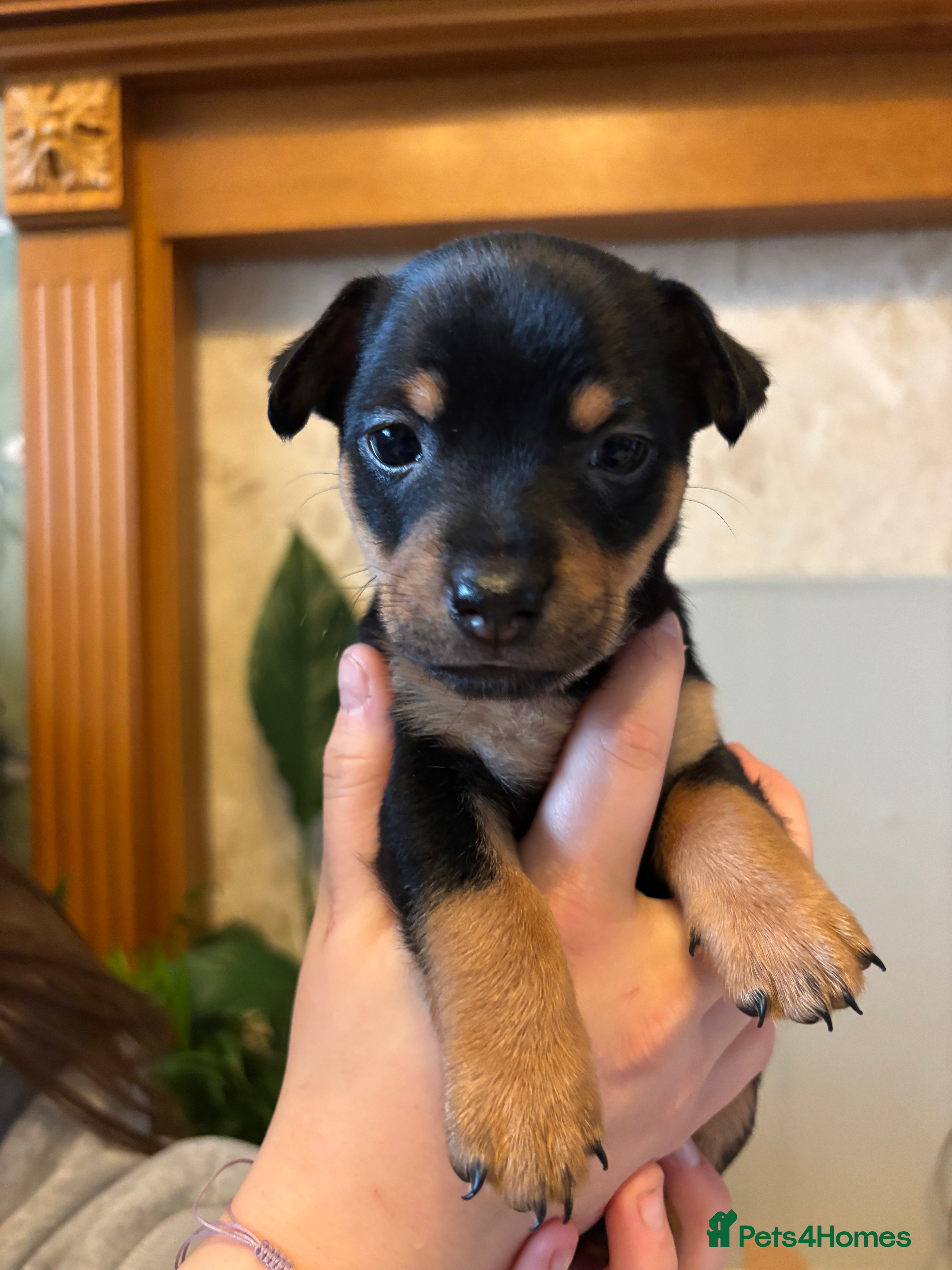 Jack Russell dogs Jack Russell puppies in Llanymynech - Advert 1