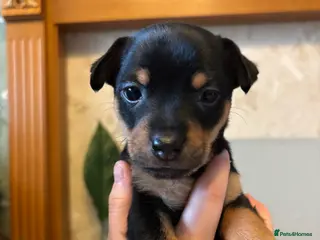 Jack Russell dogs Jack Russell puppies in Llanymynech - Advert 1