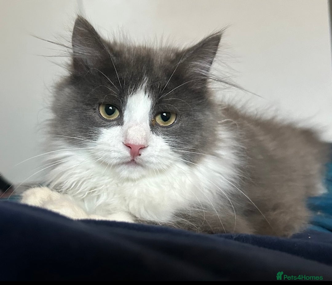 Siberian cats for sale: Pedigree TICA reg Siberian kittens  - Advert 1