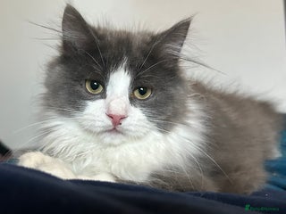 Siberian cats Pedigree TICA reg Siberian kittens - Advert 8