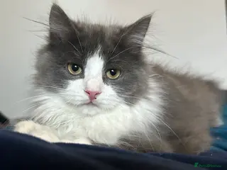 Siberian cats Pedigree TICA reg Siberian kittens - Advert 21