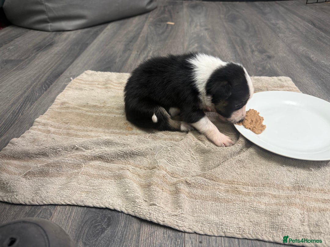 Border Collie dogs for sale: Border collie pups - Image 32
