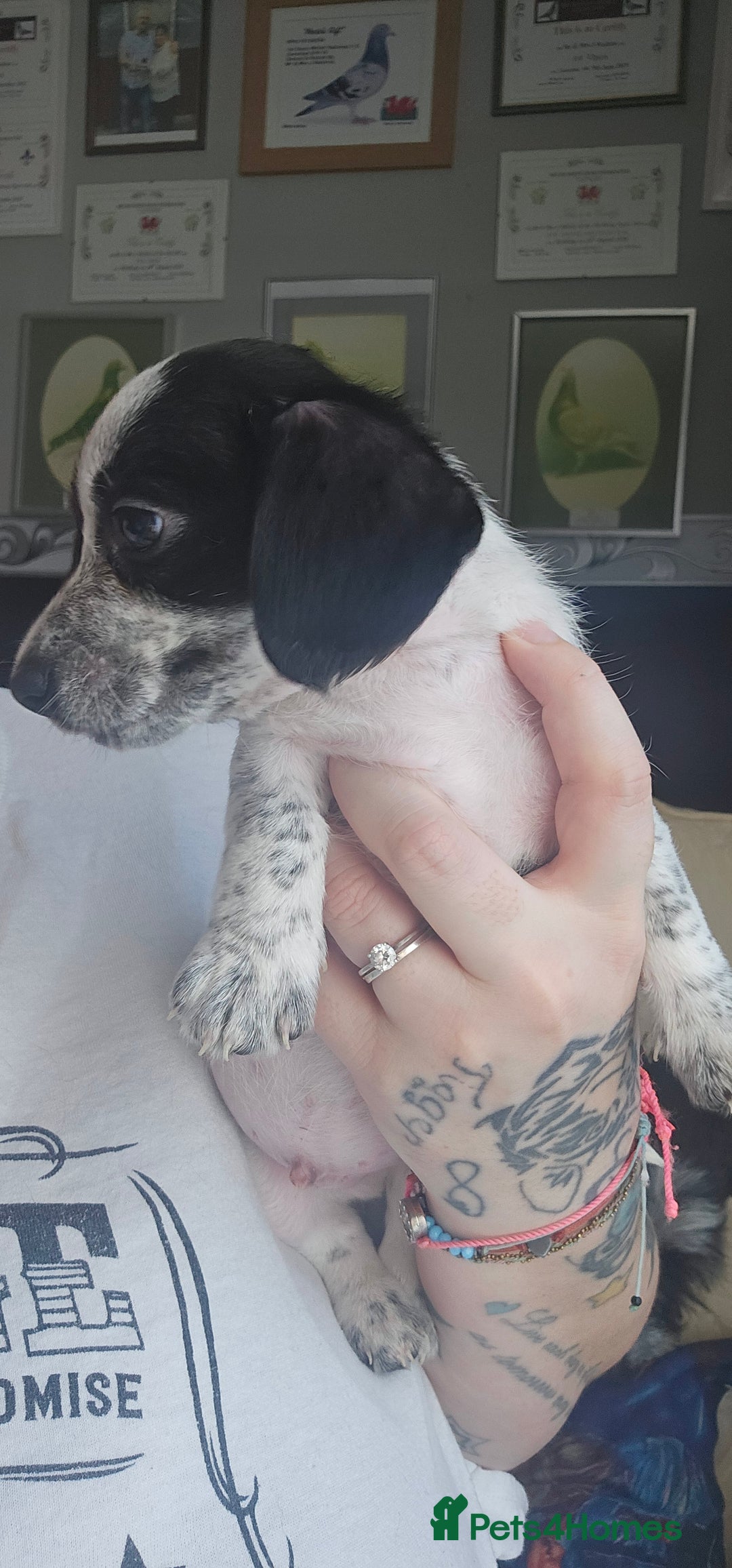 Mixed Breed dogs for sale: LAST BOY LEFT Dachshund xjack russellx shih-tzu - Image 2