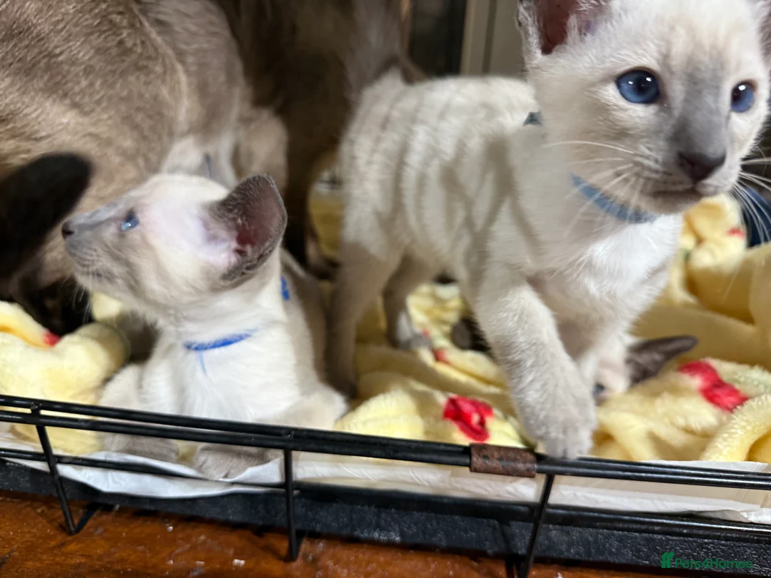 Siamese cats for sale: Siamese kittens  - Advert 14
