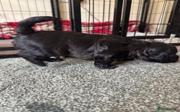 Shihpoo dogs for sale: 4 shihpoo males  in Telford - Image 13