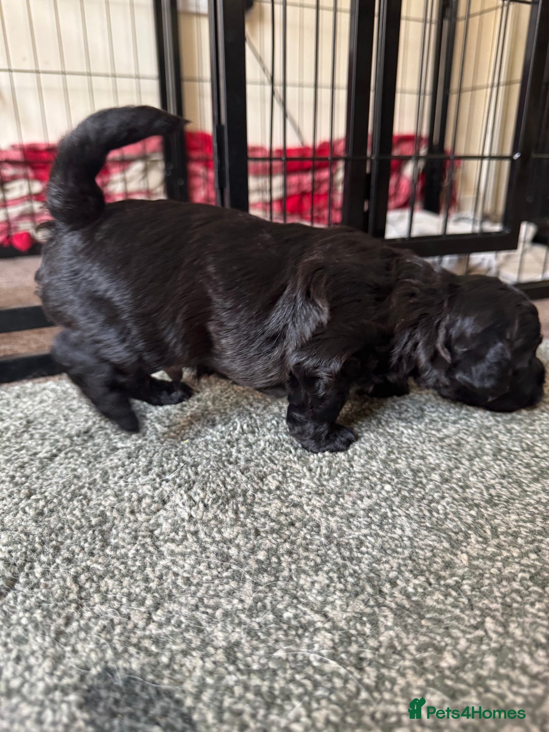 Shihpoo dogs for sale: 4 shihpoo males  in Telford - Image 13