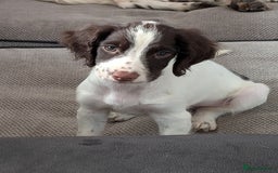 English Springer Spaniel dogs for sale: Beautiful male springer spaniel puppy  - Image 1