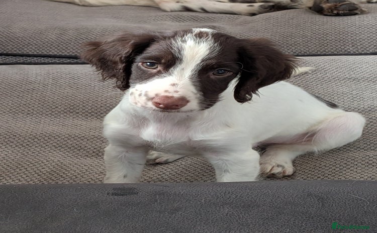 English Springer Spaniel dogs - Advert 2