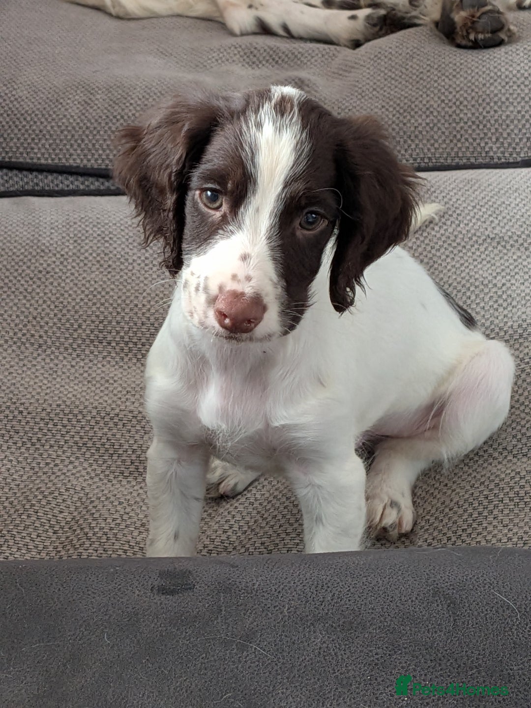 English Springer Spaniel dogs for sale: Beautiful male springer spaniel puppy  - Image 1