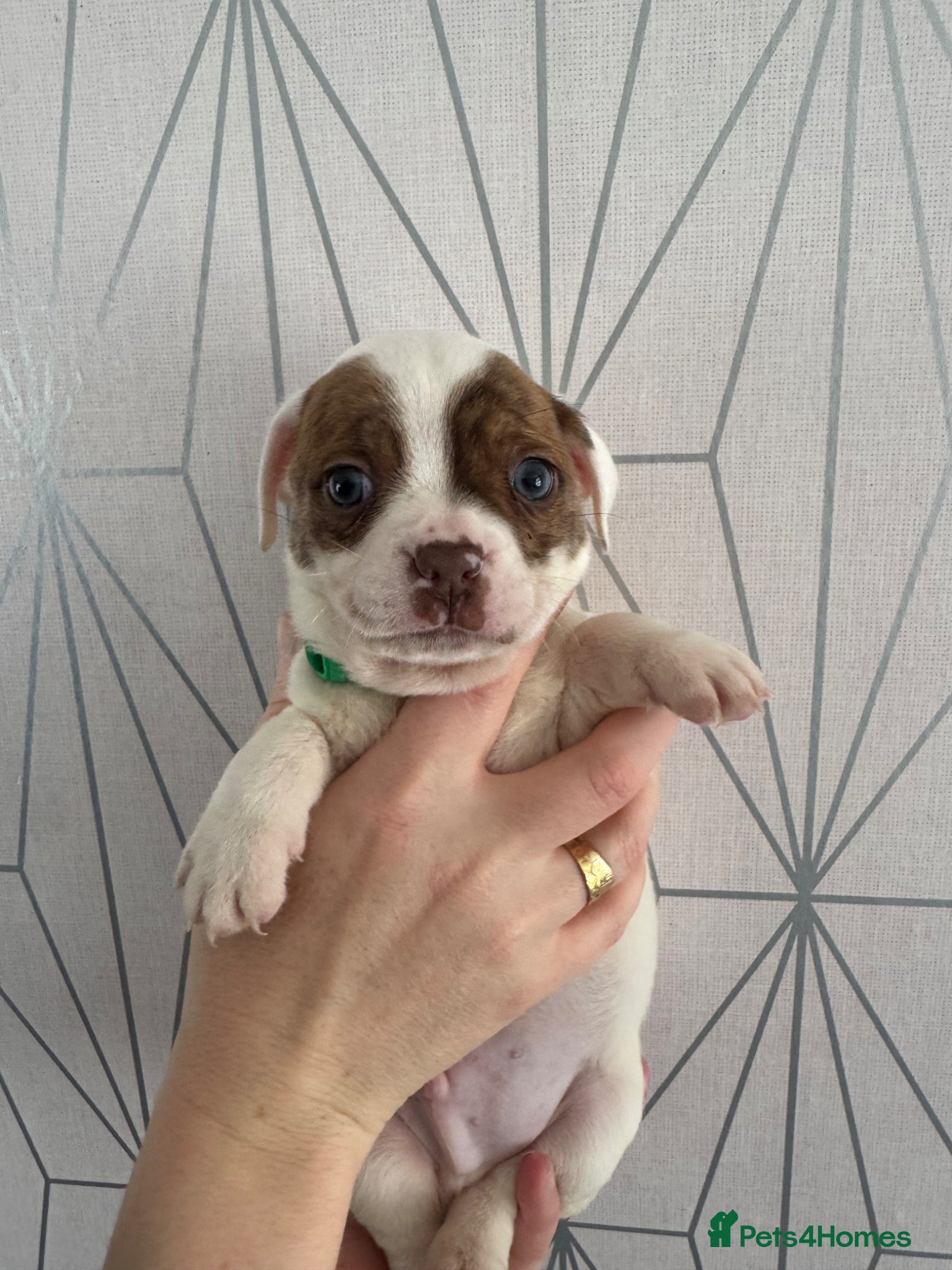 Mixed Breed dogs for sale: Bulldog x Chihuahua - Advert 4