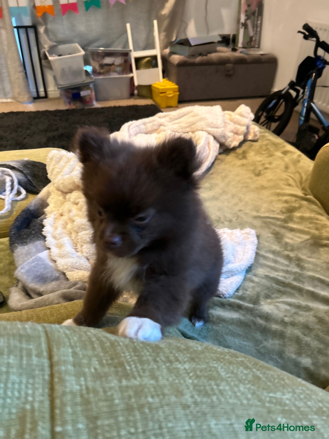 Pomeranian dogs for sale: 1 stunning rare markings Pom ready now  - Advert 22
