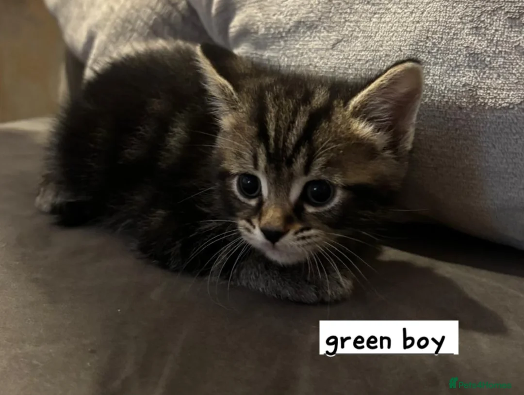 Mixed Breed cats for sale: Beautiful silver tabby kittens - Advert 2