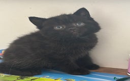 British Shorthair cats for sale: Chocolate BSH Kittens  - Image 4