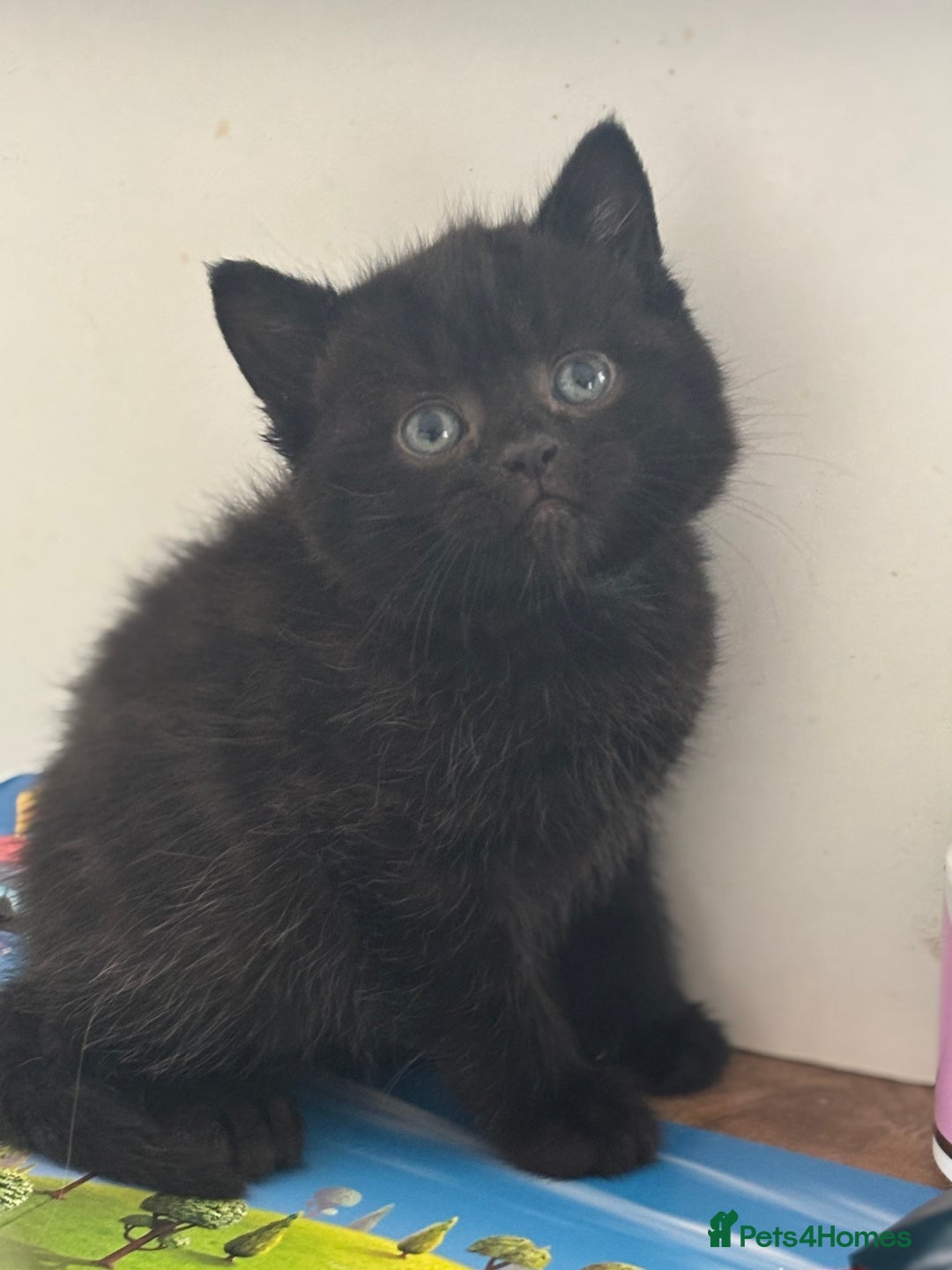 British Shorthair cats for sale: Chocolate BSH Kittens  - Image 4