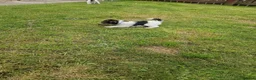 Fox Terrier dogs for sale: Wired fox terrier puppies  - Advert 3