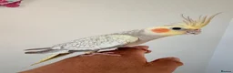 Cockatiels birds for sale: BEAUTIFUL BABY COCKATIELS NEW CAGES AVAILABLE  - Advert 21