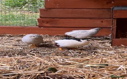 Canaries birds for sale: Canaries and Chinese quail’s  - Image 5