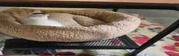 Domestic Shorthair cats for sale: White And Black, Female, Domestic Shorthair Kitten - Advert 9