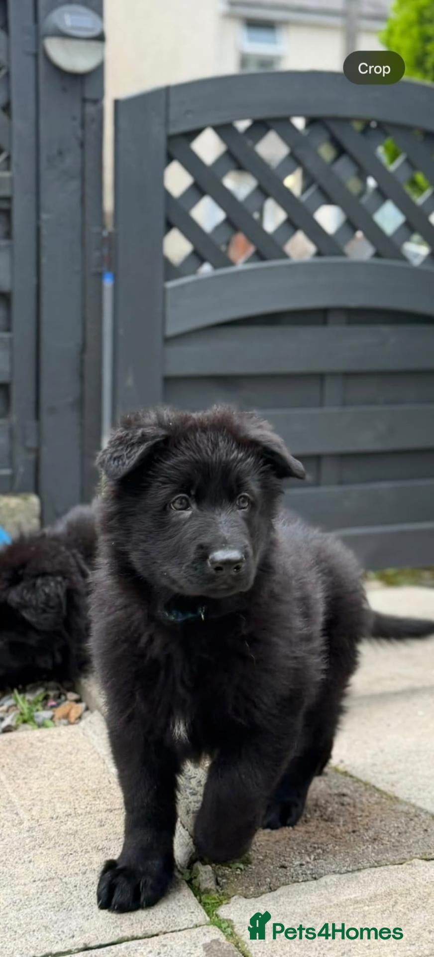 German Shepherd dogs 2 stunning jet black German shepherd pups  - Advert 9