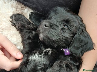 Cockapoo dogs Toy Cockapoo Puppies Looking for Loving Homes - Advert 2