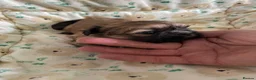 Shih Tzu dogs for sale: imperial karishishi dobie shih tzu in Nottingham - Advert 16