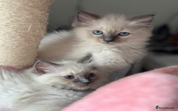 Ragdoll cats for sale: Pure Ragdoll kittens available 🐱🐾 - Image 22