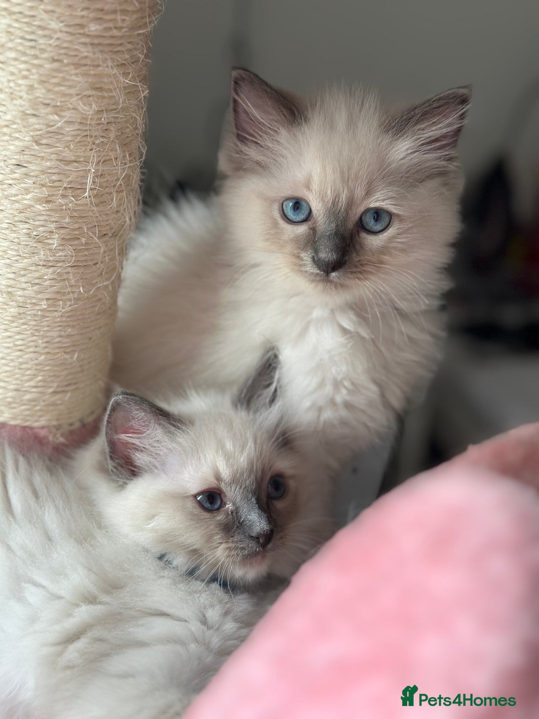 Ragdoll cats for sale: Pure Ragdoll kittens available 🐱🐾 - Image 22