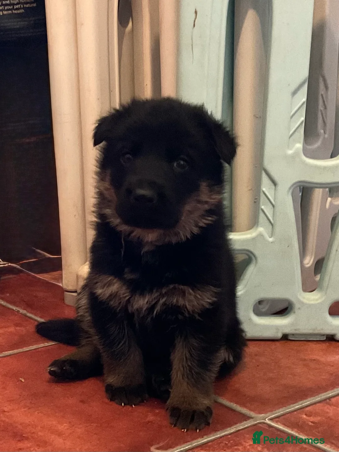 German Shepherd dogs for sale: Quality litter GSD @icepack kennels - Advert 7