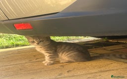 British Shorthair cats for sale: British Shorthair Kittens - Image 4