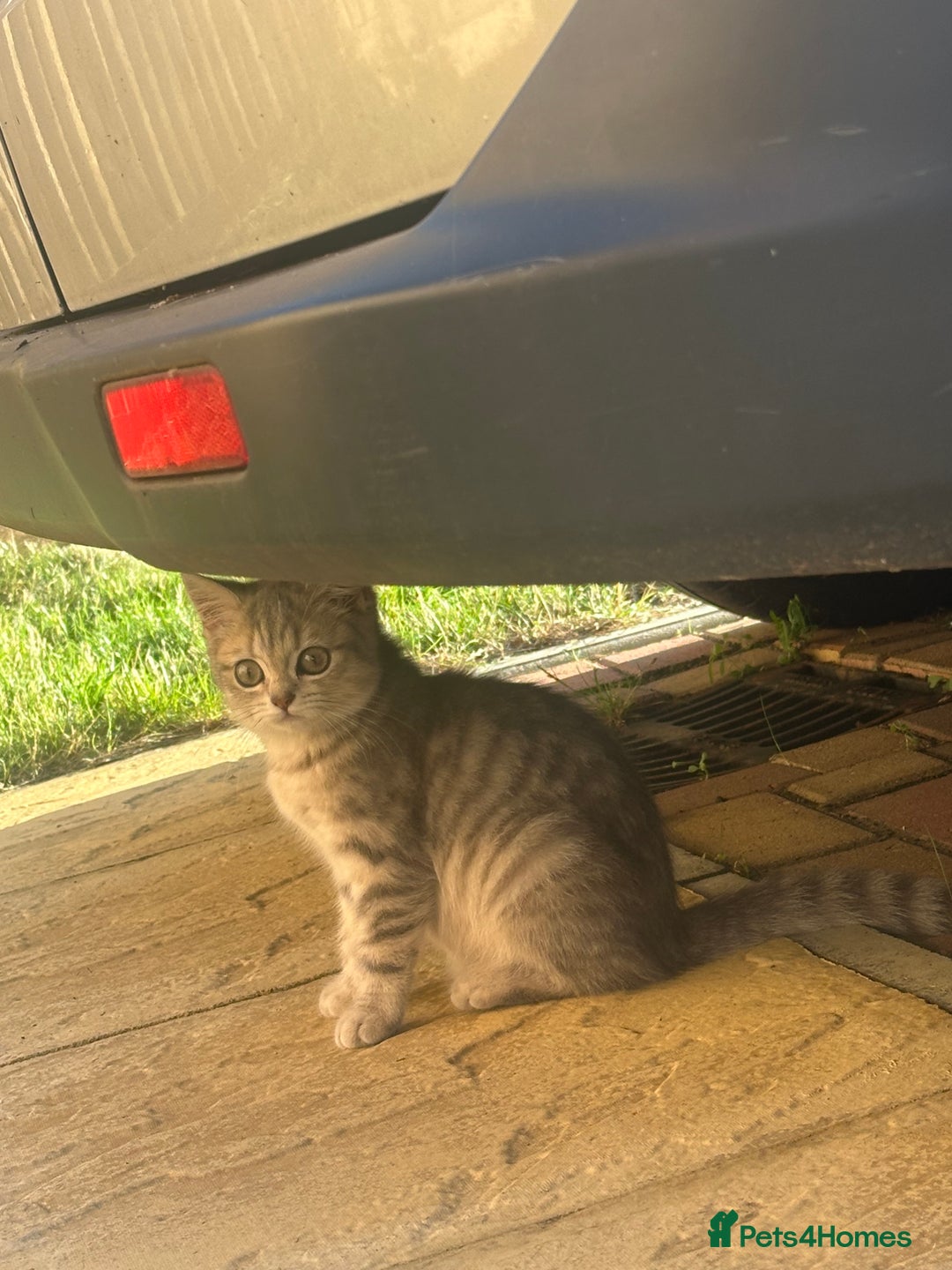 British Shorthair cats for sale: British Shorthair Kittens - Image 4