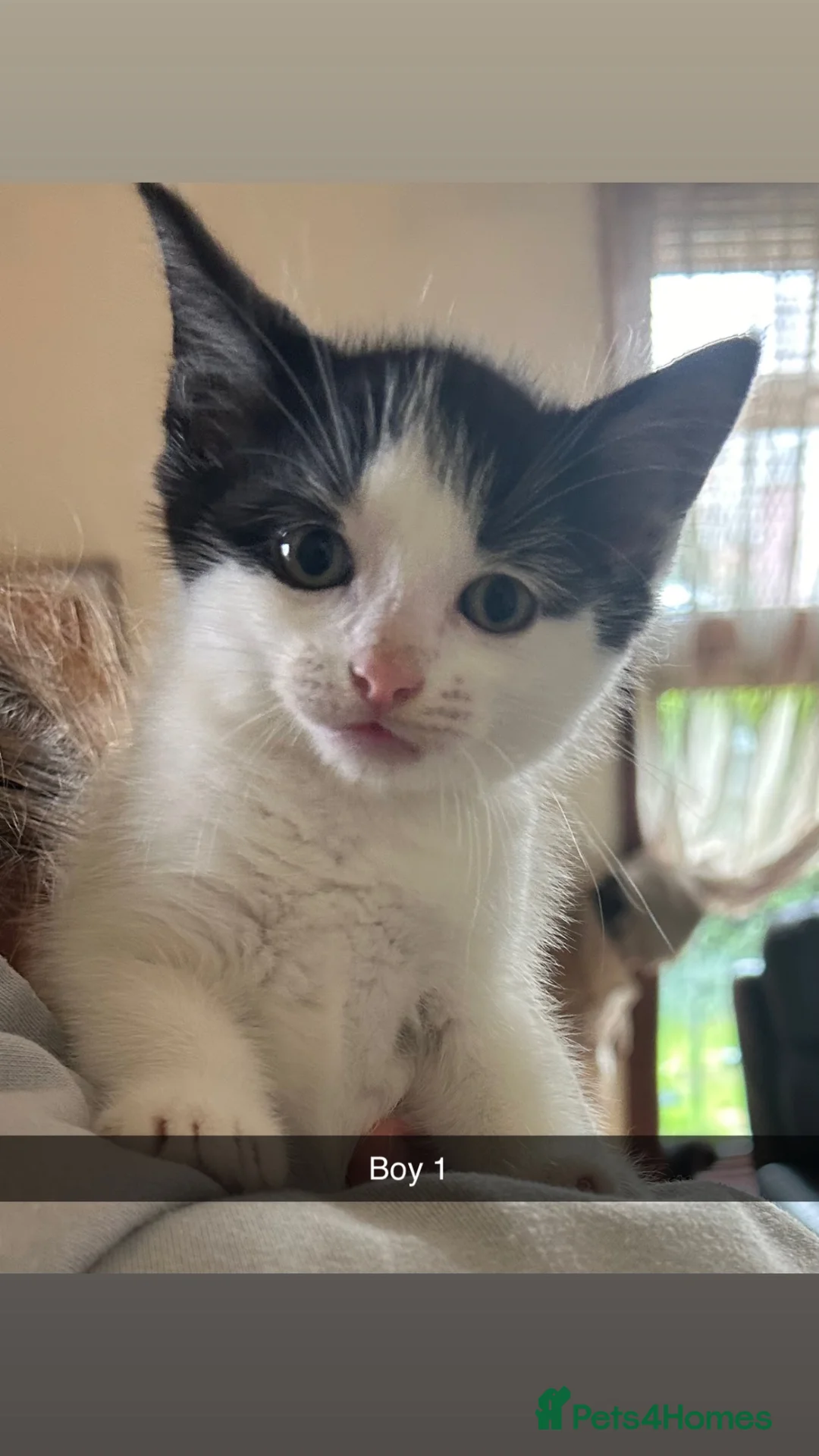Mixed Breed cats for sale: 2 male Kittens in Edinburgh - Advert 5