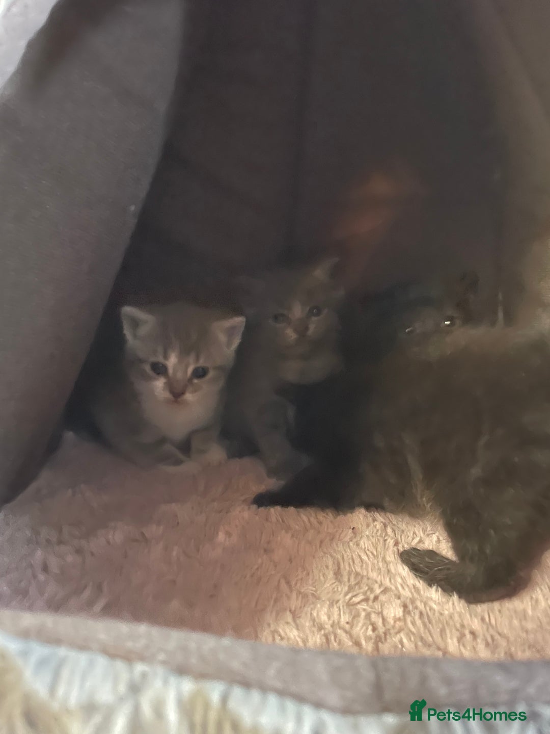 Mixed Breed cats for sale: 1 male still available  in Witney - Image 6