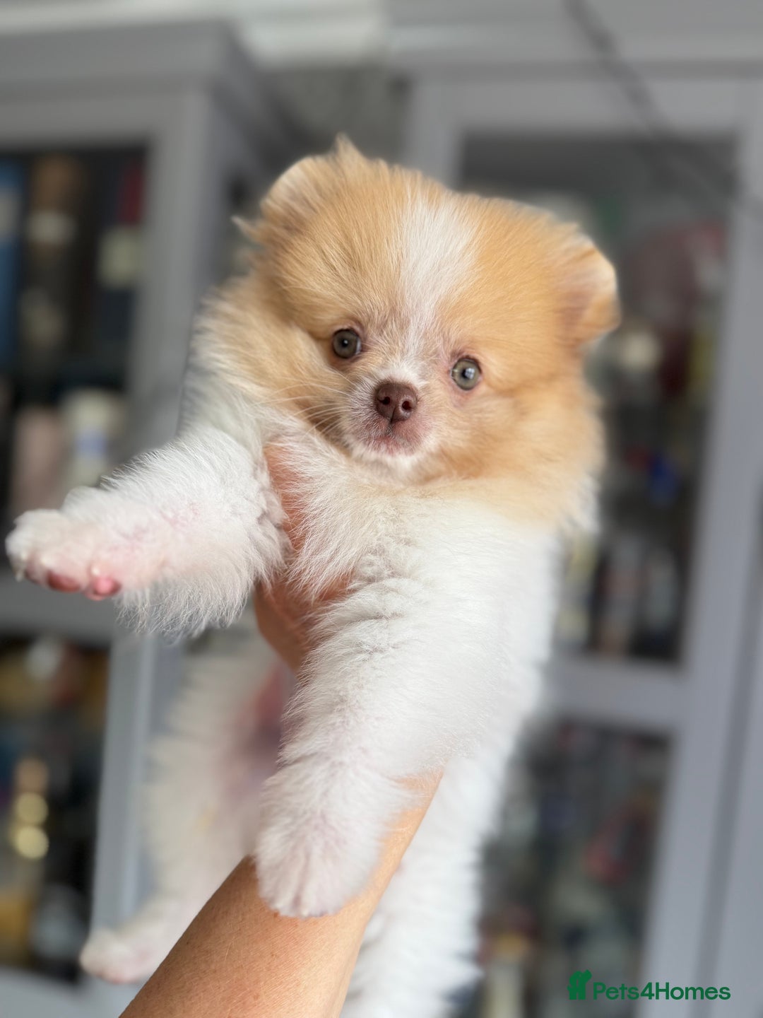 Pomeranian dogs for sale: Chocolate party & chocolate sable party Merle boys - Image 9