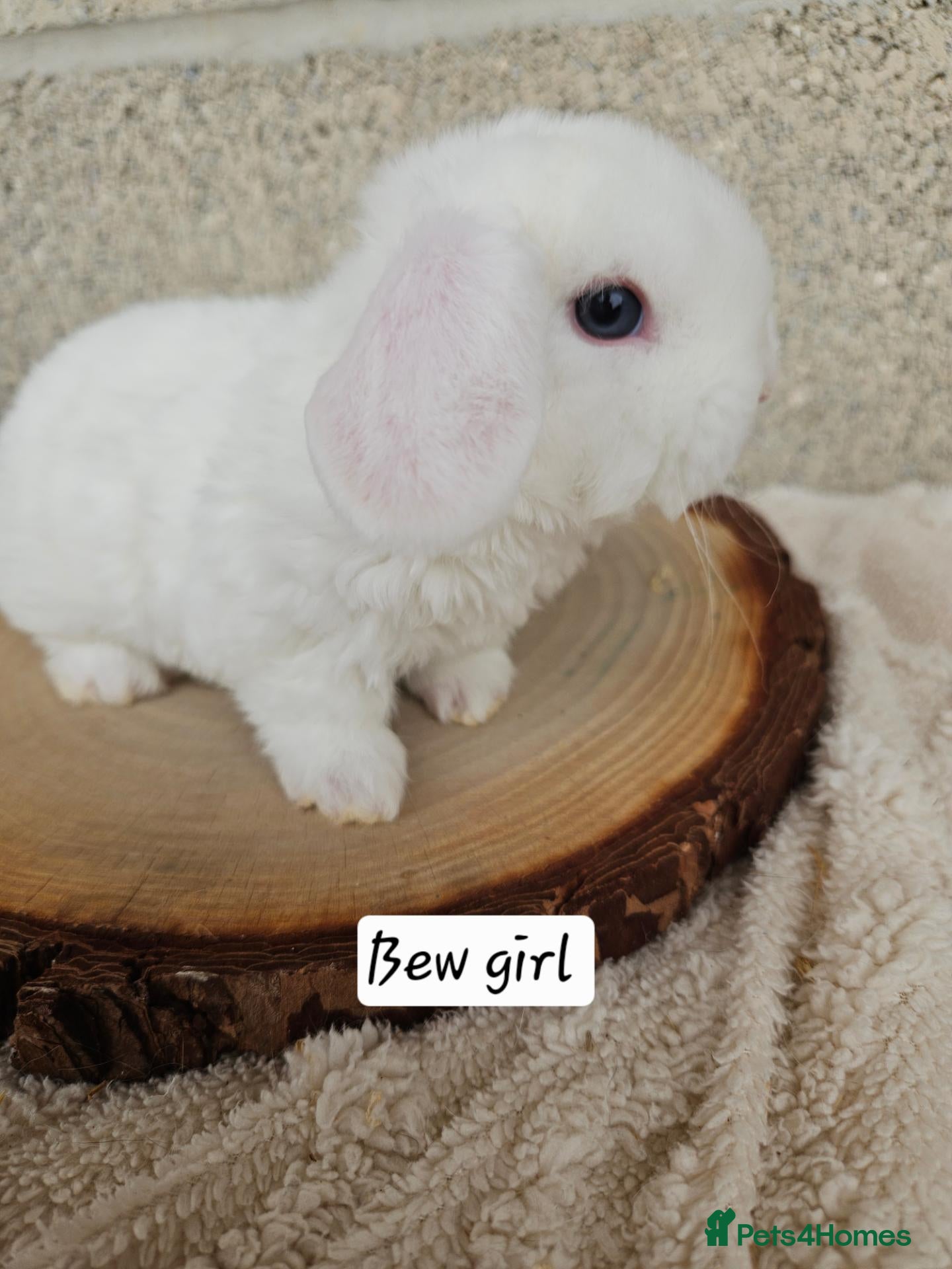 French Lop rabbits 🐻 Ad 2 PUREBRED MINI PLUSH LOPS 💕 - Advert 2
